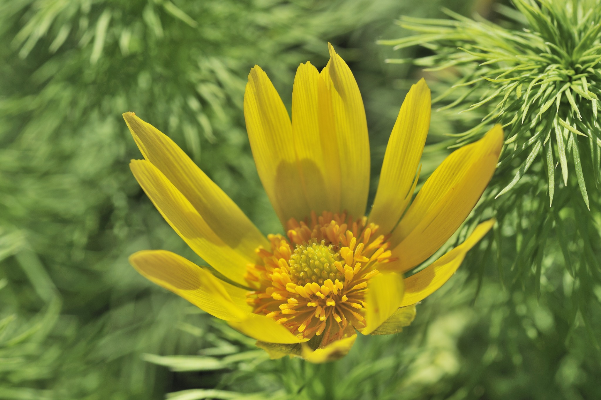 Anthroposophische Medizin / Hömeopathie